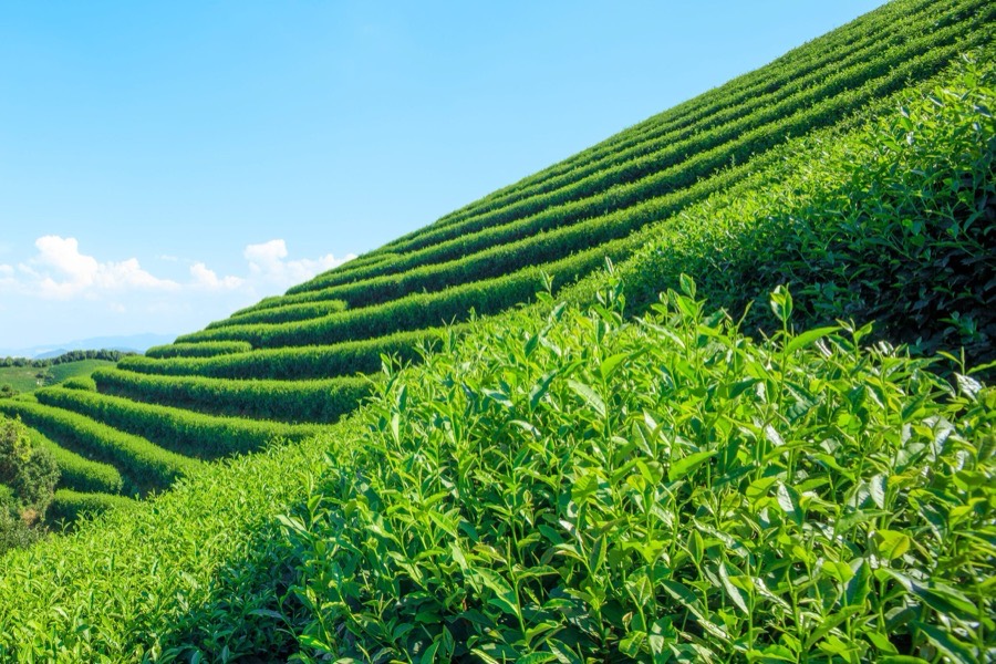 Charleston Tea Garden